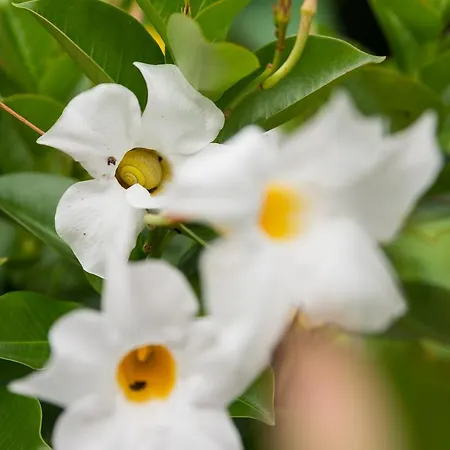 Le Chateau Du Landsberg 2* Barr