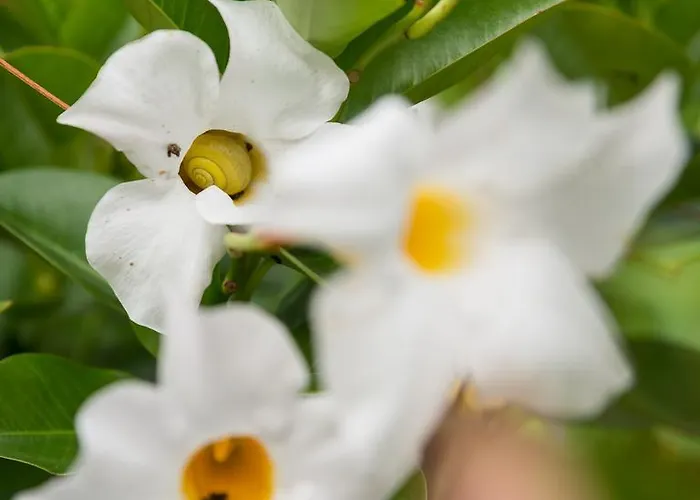 Le Chateau Du Landsberg 2* Barr